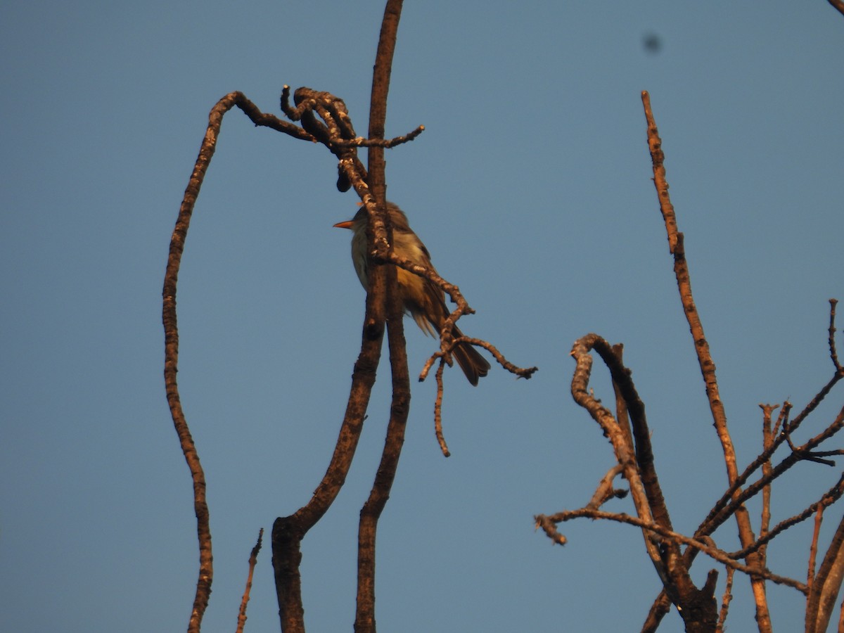 Greater Pewee - ML644437284