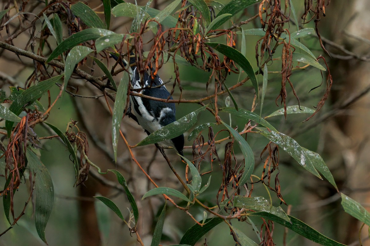 White-winged Triller - ML644437285