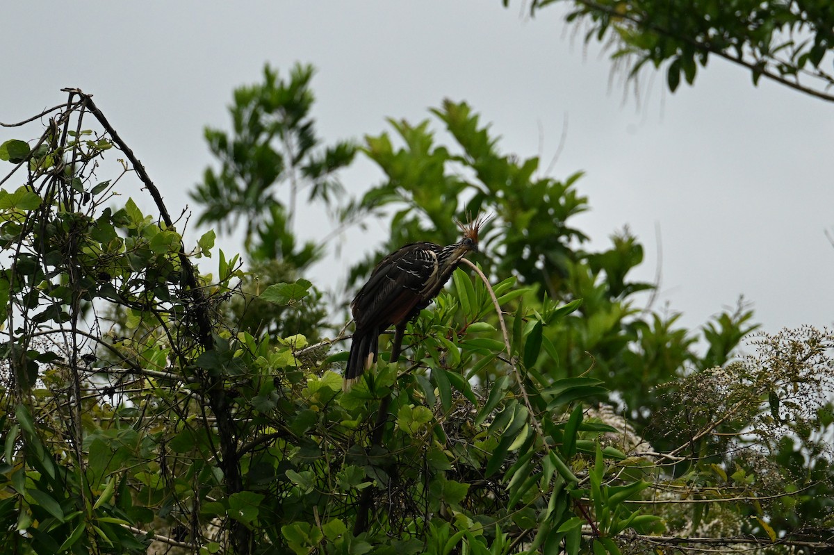 Hoatzin - ML644437292