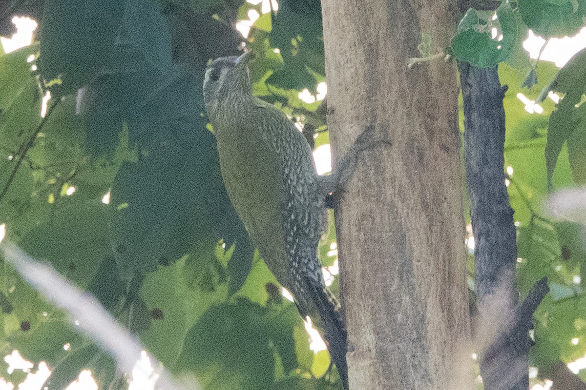 Streak-throated Woodpecker - ML644437294
