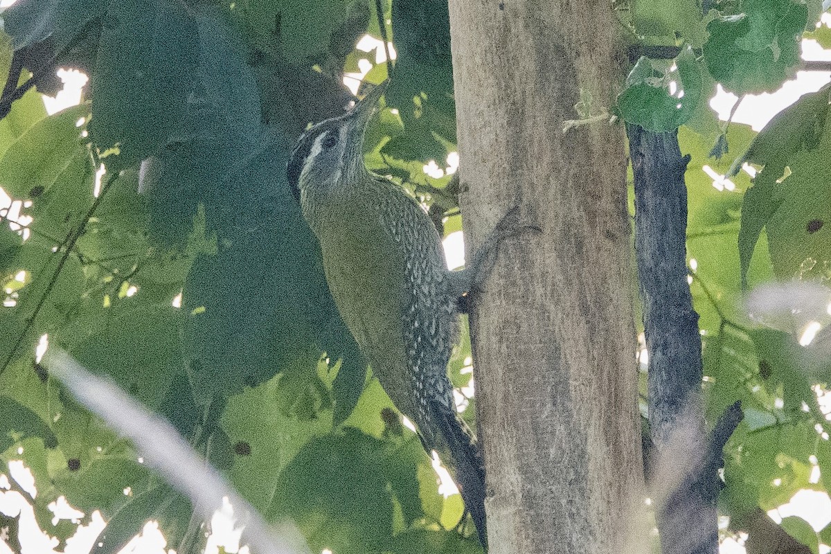 Streak-throated Woodpecker - ML644437295