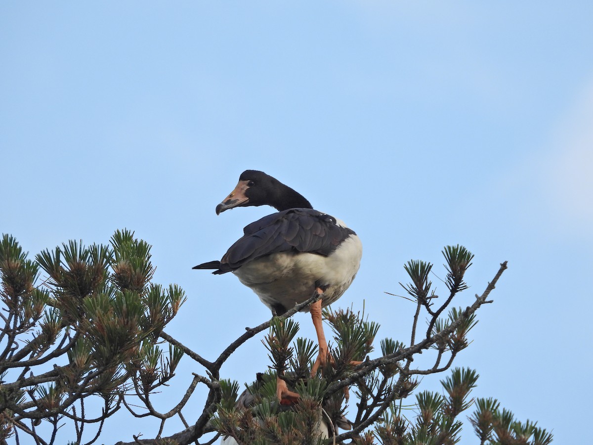 Magpie Goose - ML644437297
