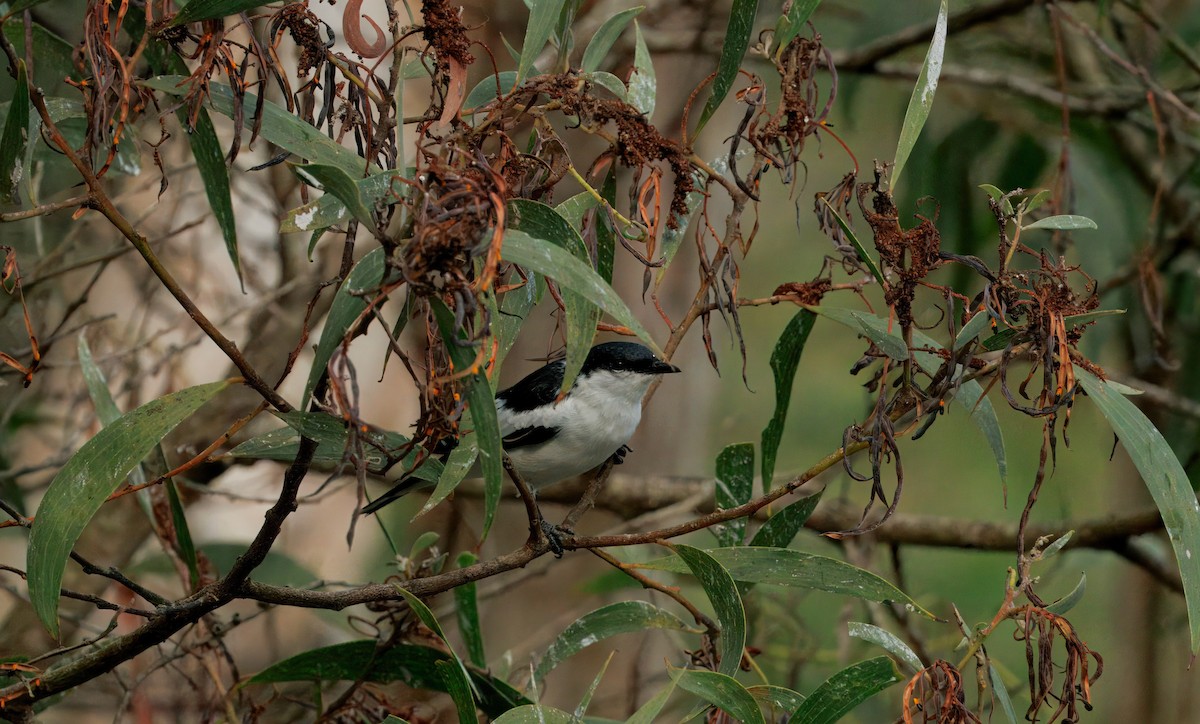White-winged Triller - ML644437299