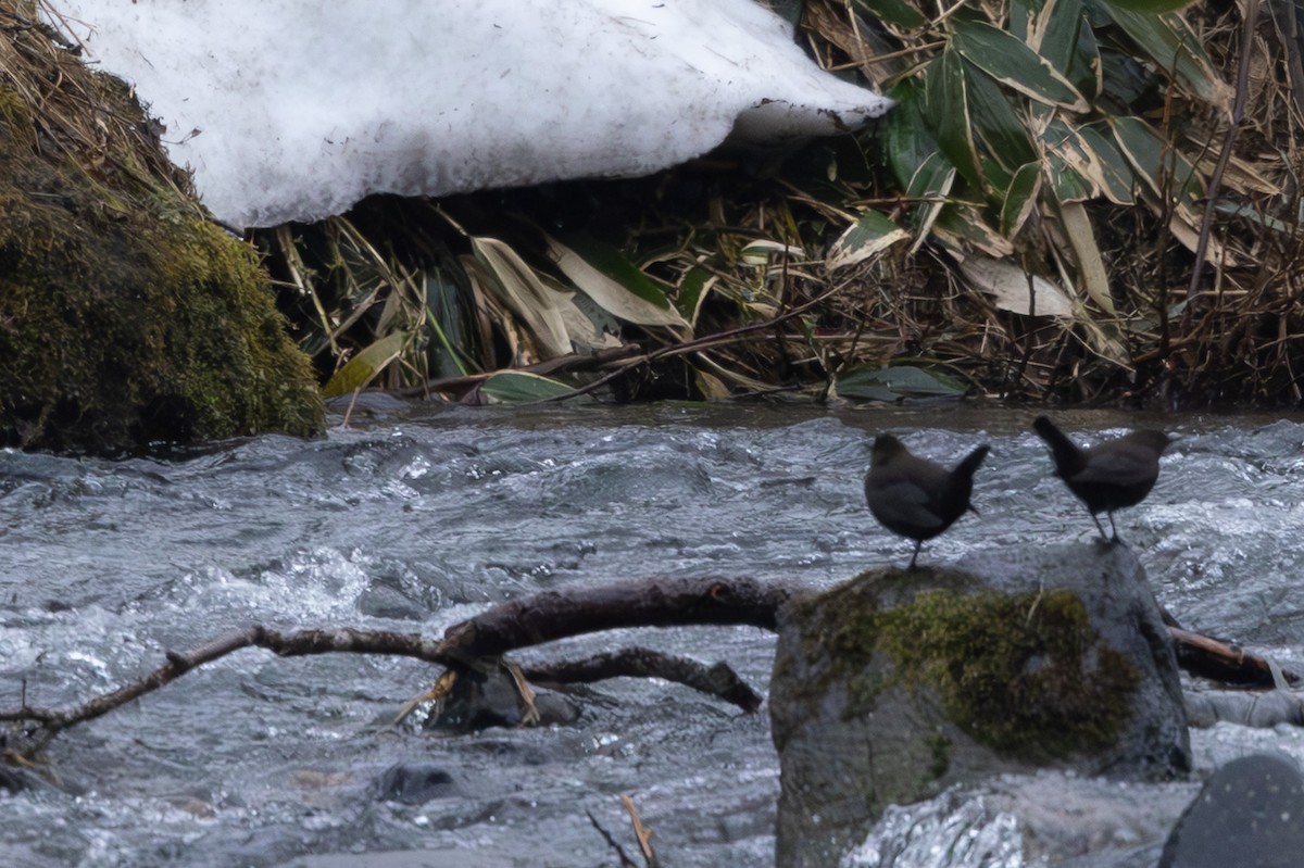 Brown Dipper - ML644437303