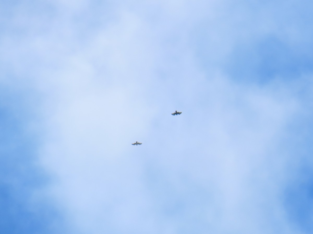 Broad-winged Hawk - ML644437306