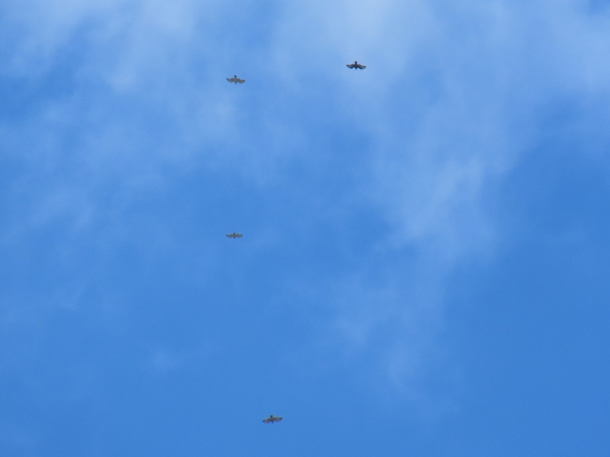 Broad-winged Hawk - ML644437307