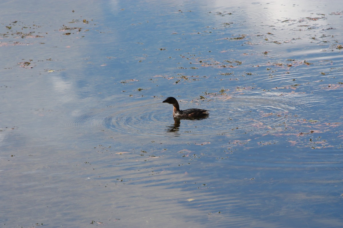 Пірникоза рябодзьоба - ML644437335