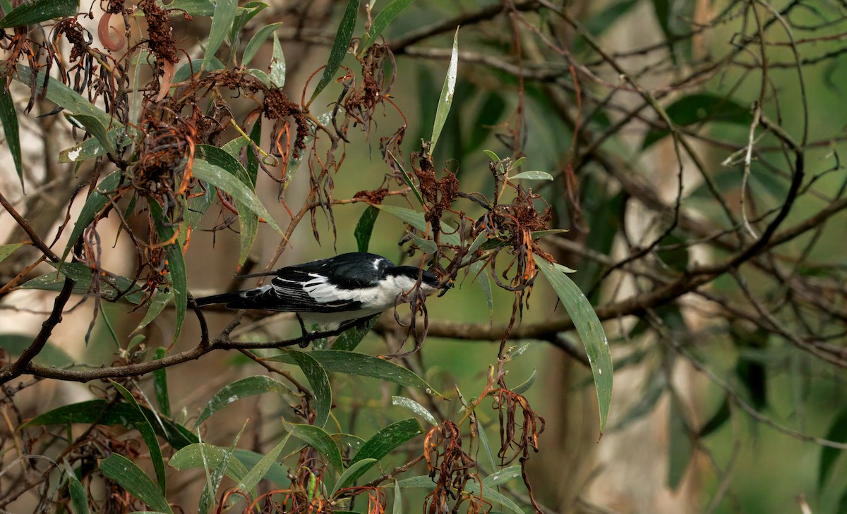 White-winged Triller - ML644437336