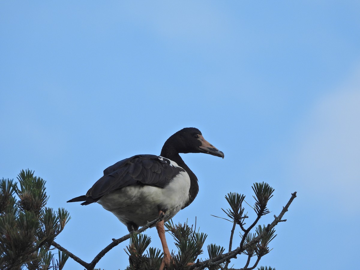 Magpie Goose - ML644437337