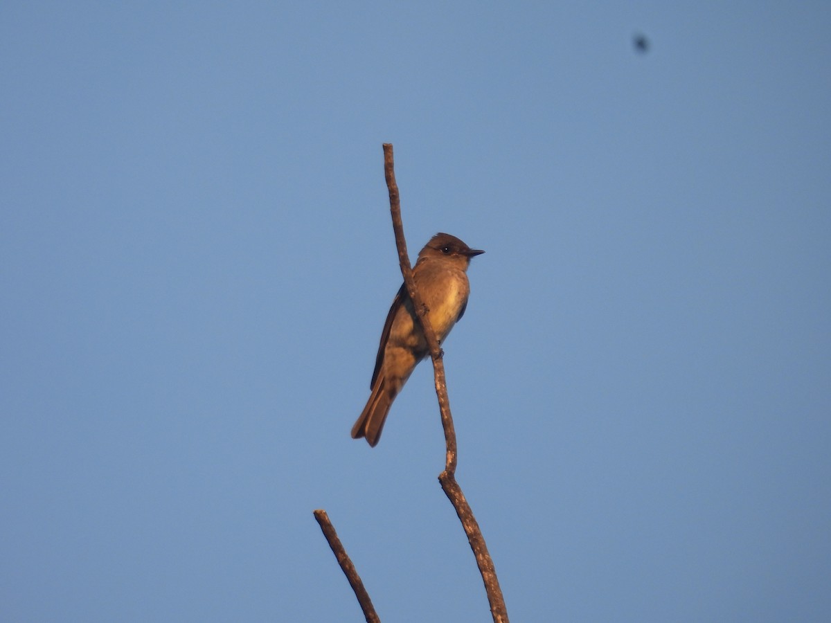 Olive-sided Flycatcher - ML644437349