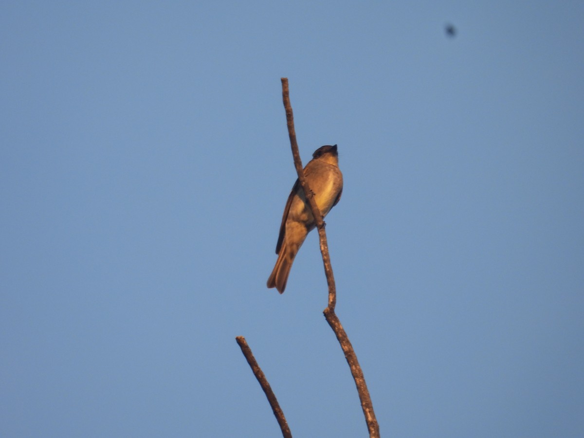 Olive-sided Flycatcher - ML644437350