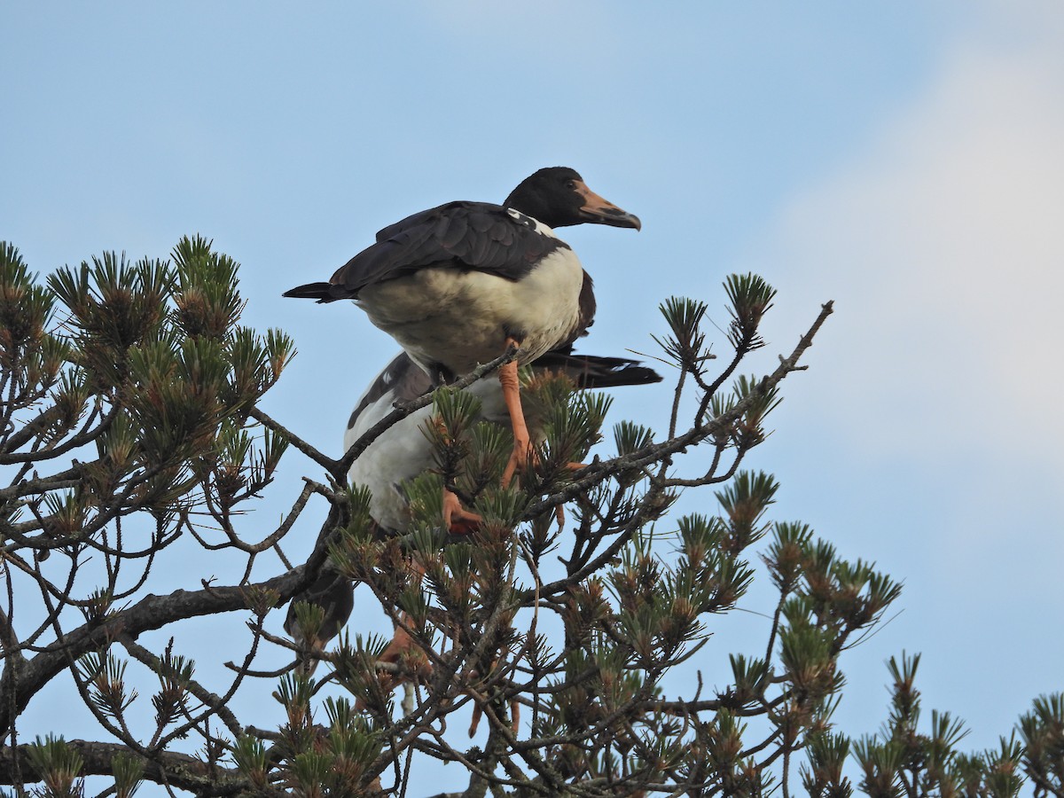 Magpie Goose - ML644437362