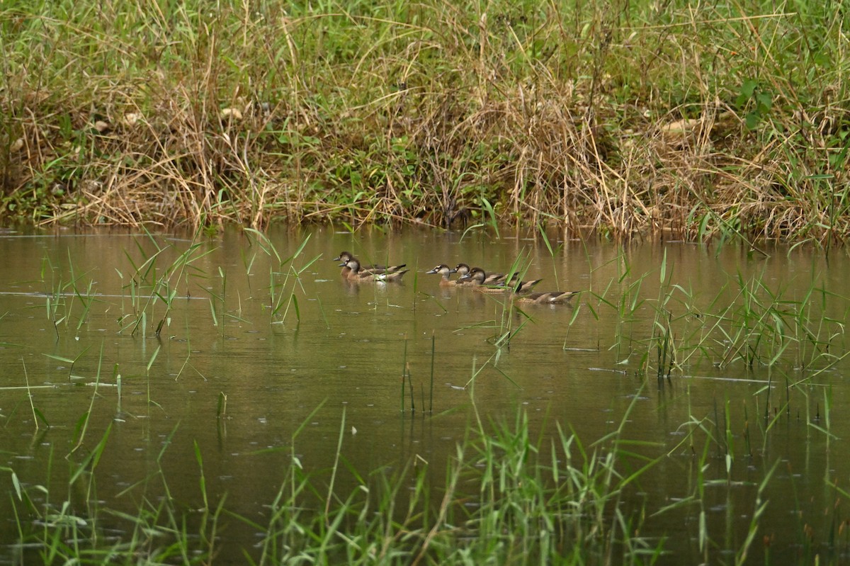 Brazilian Teal - ML644437366