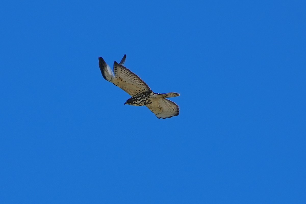Broad-winged Hawk - ML644437367