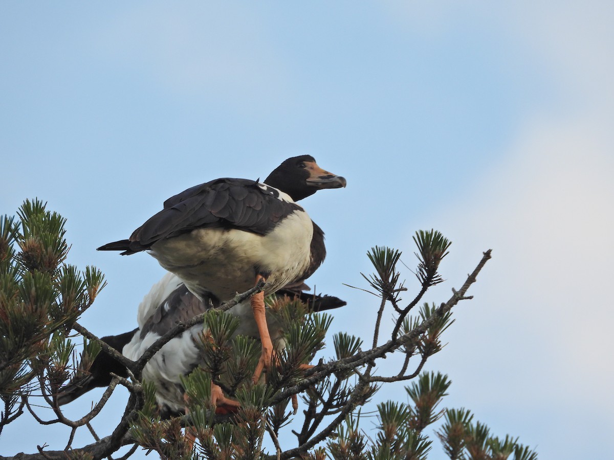 Magpie Goose - ML644437374