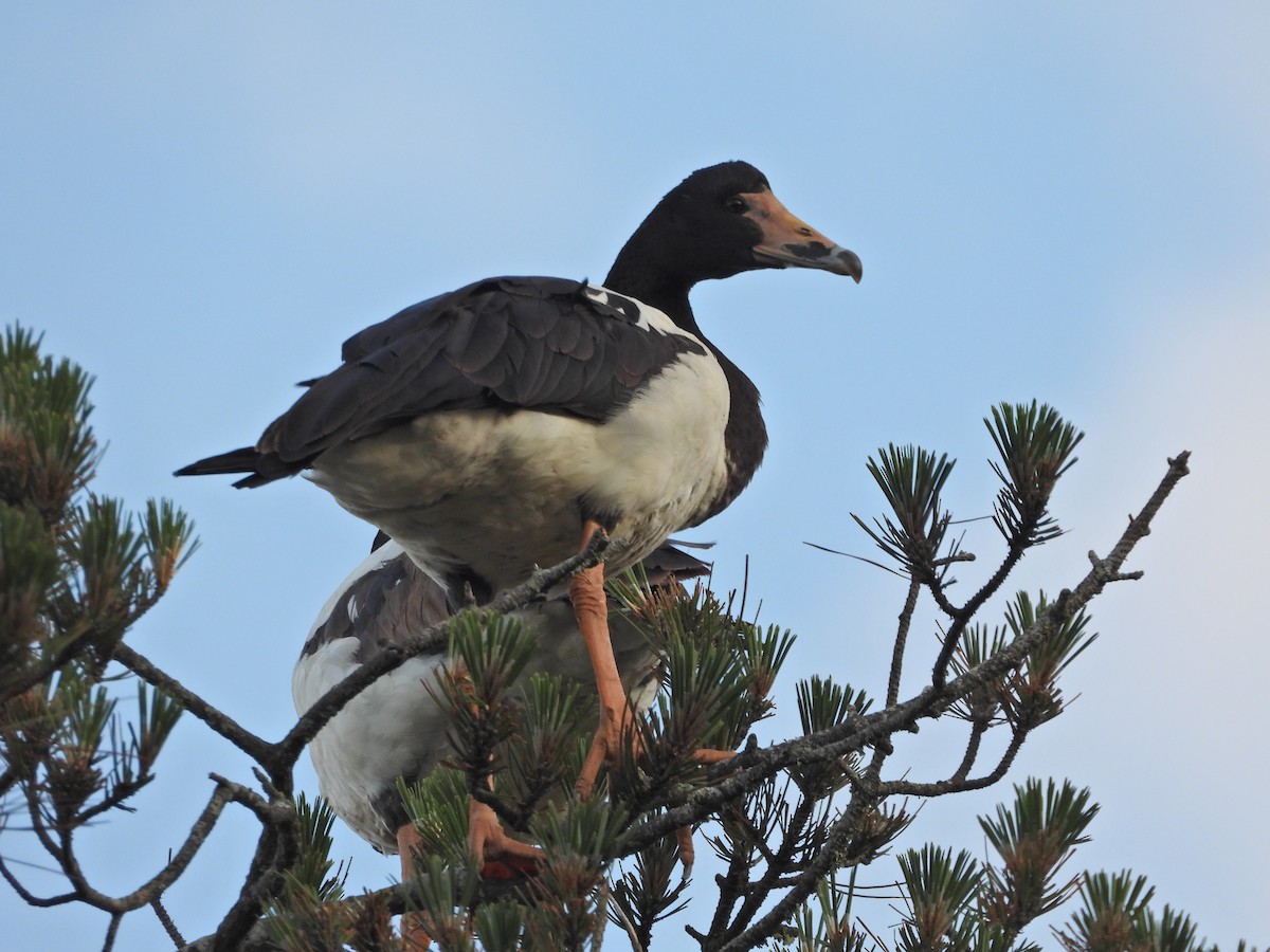 Magpie Goose - ML644437383