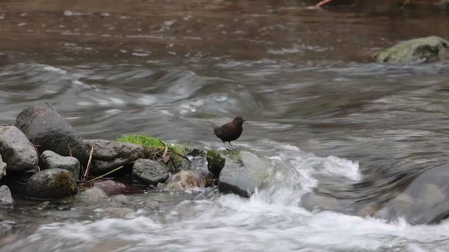 Brown Dipper - ML644437389