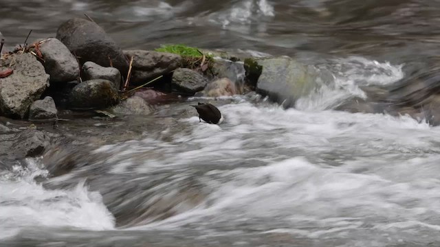 Brown Dipper - ML644437390
