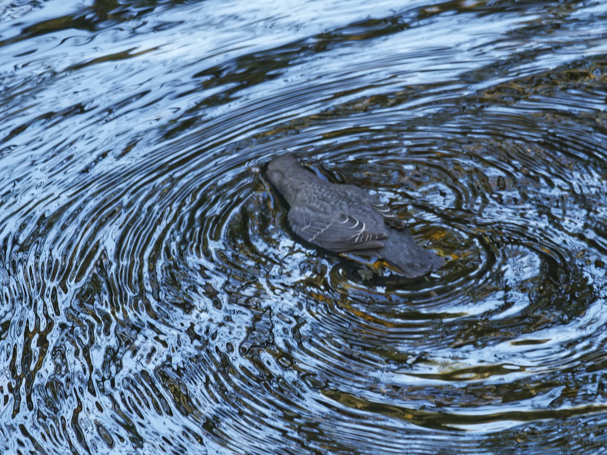 gråfossekall - ML644437391