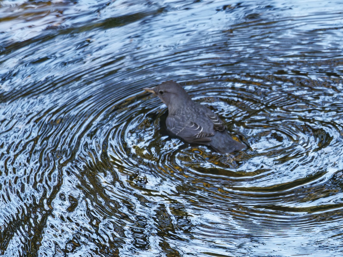 gråfossekall - ML644437392