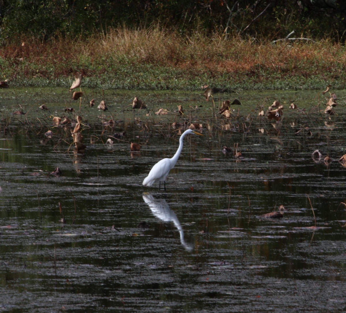 Чапля велика - ML644437393