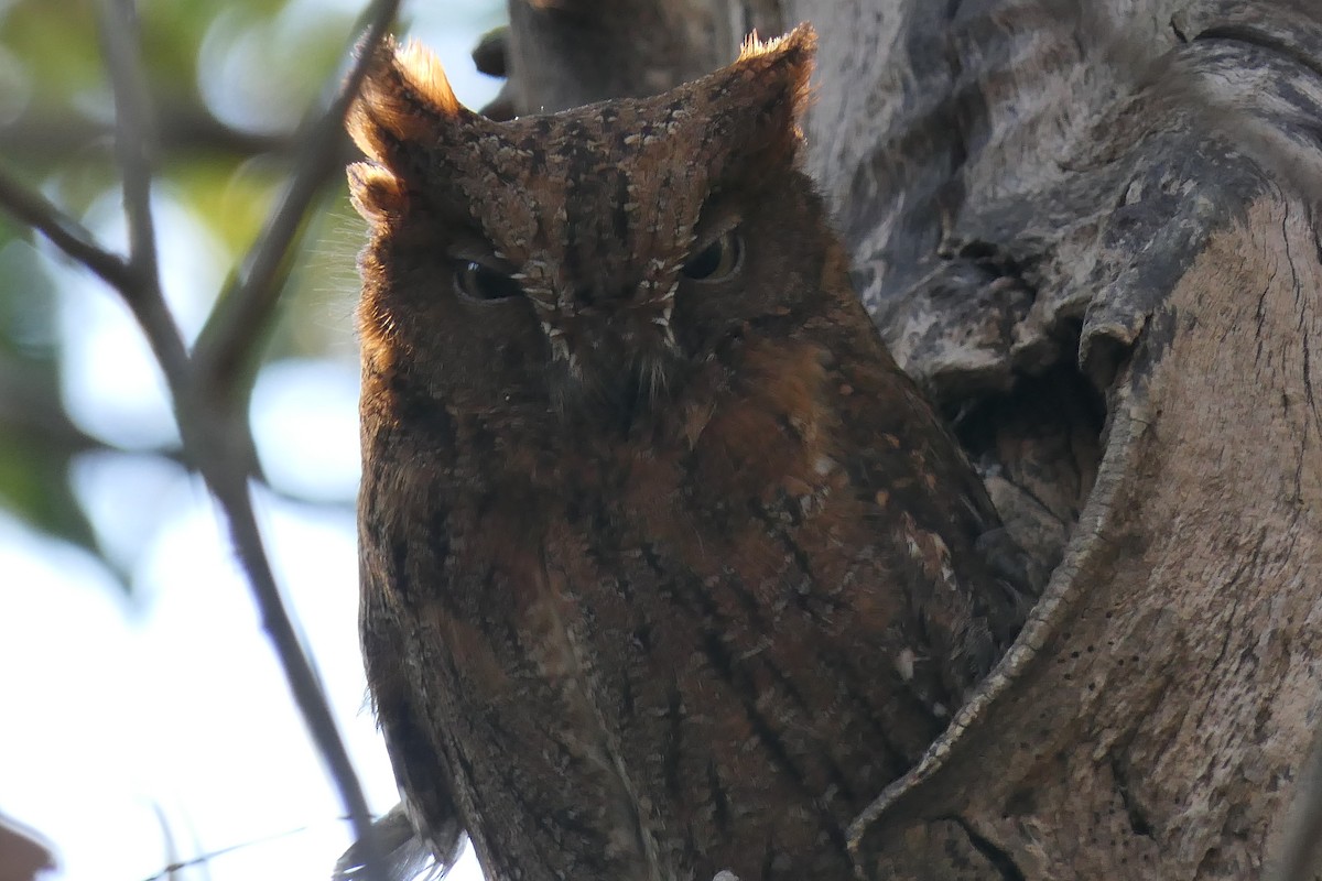 Madagascar Scops-Owl (Torotoroka) - ML644437394