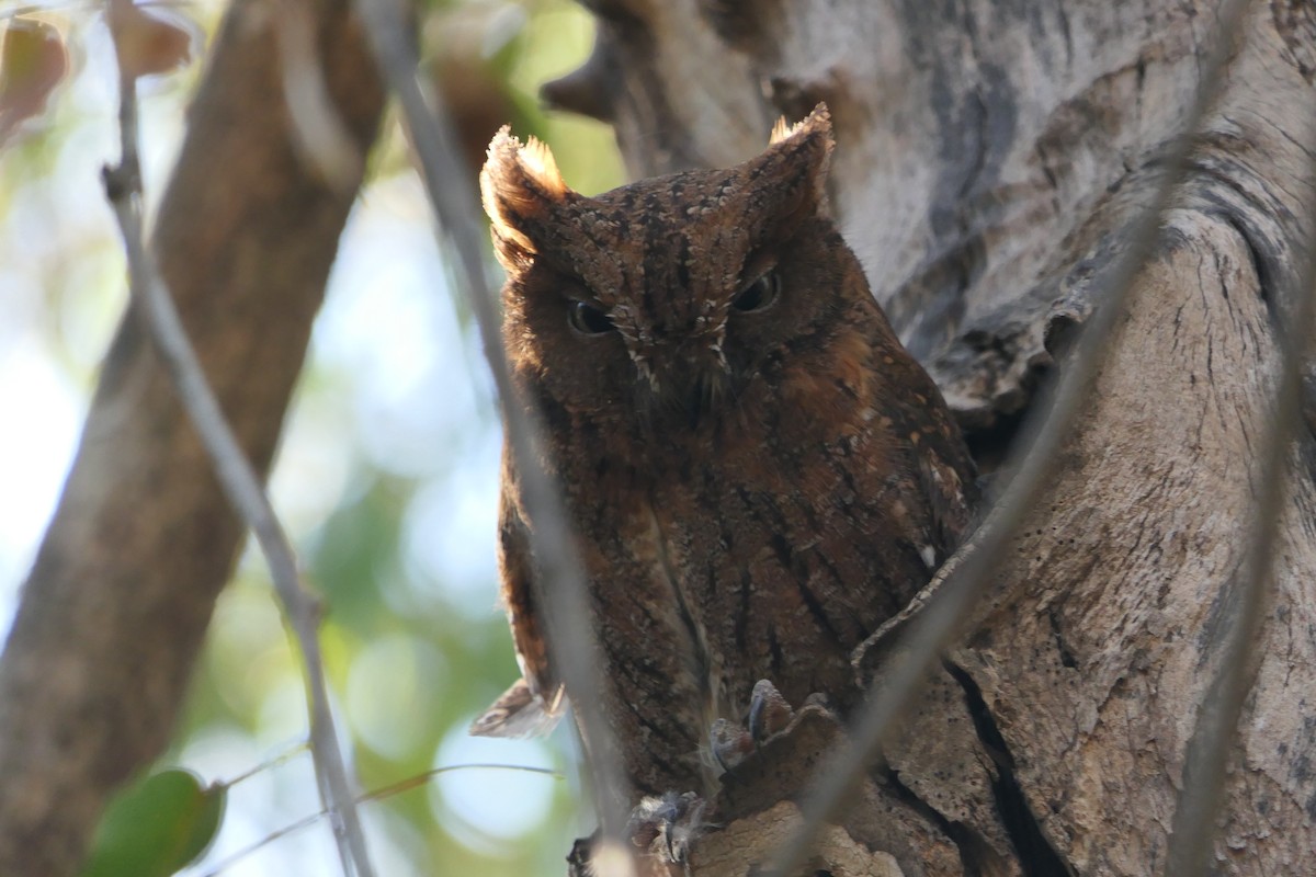 Madagascar Scops-Owl (Torotoroka) - ML644437395