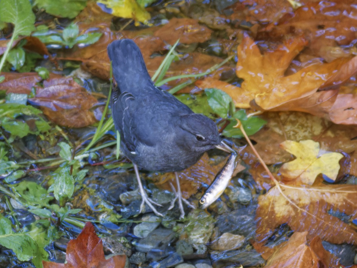 gråfossekall - ML644437398