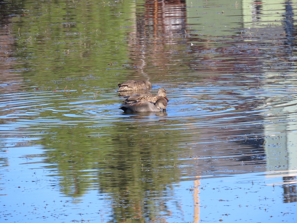 Нерозень - ML644437401