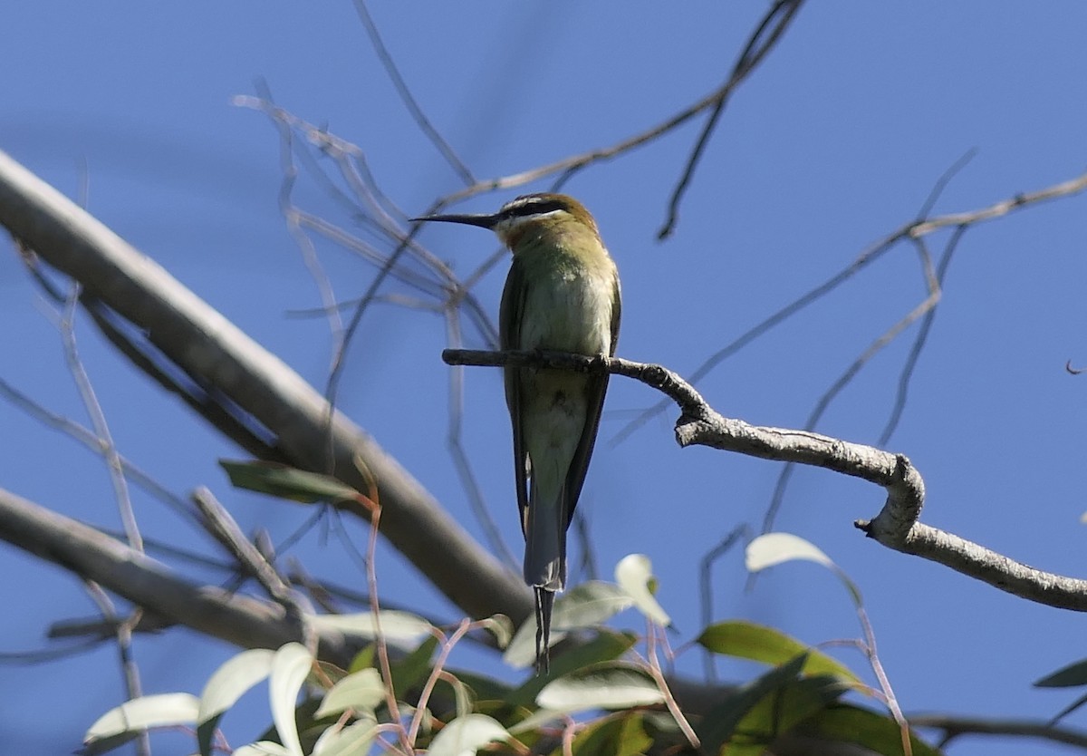 Olive Bee-eater - ML644437406