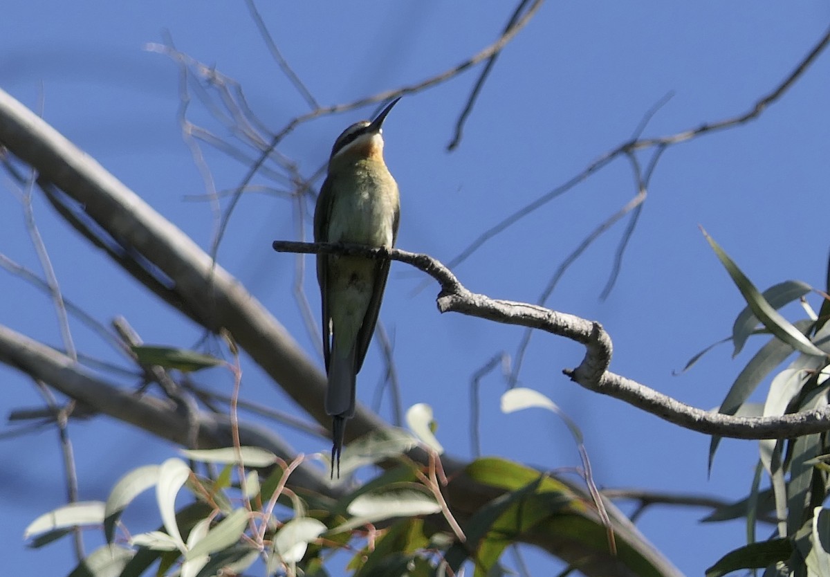 Olive Bee-eater - ML644437407
