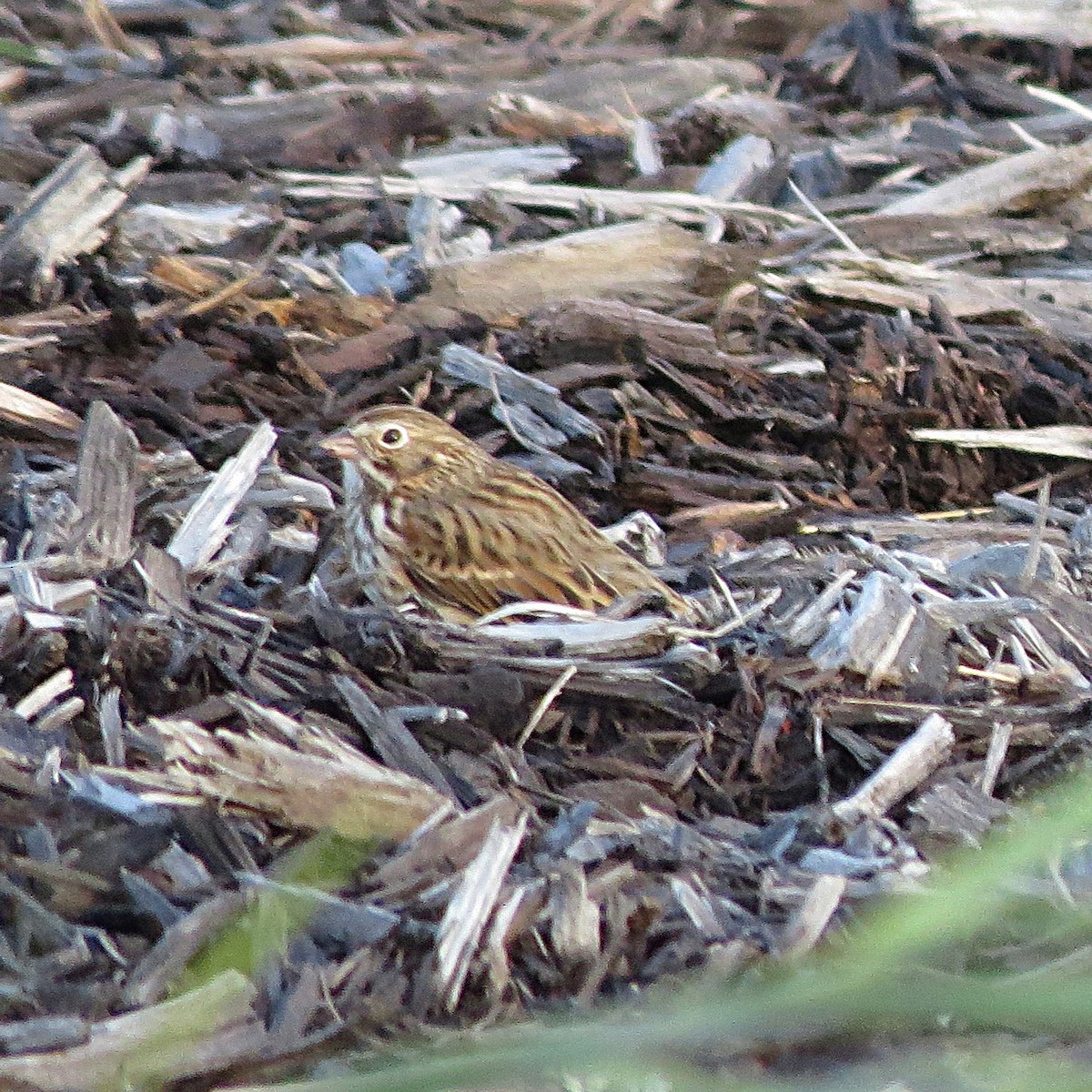 Vesper Sparrow - ML644437409