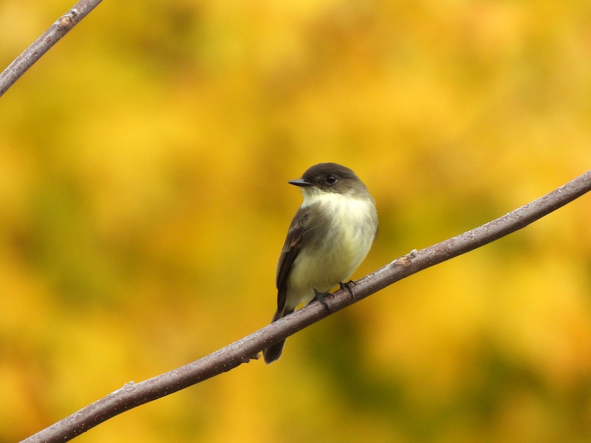 Weißbauch-Phoebetyrann - ML644437410