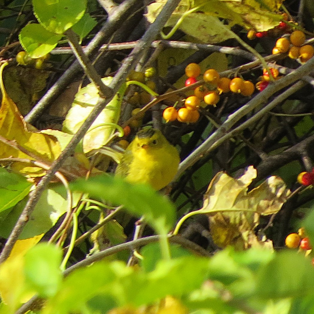 Wilson's Warbler - ML644437426