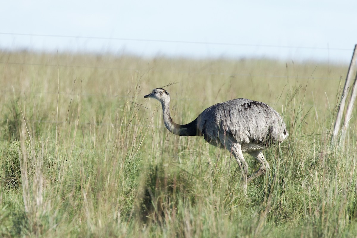 nandu pampový - ML644437432