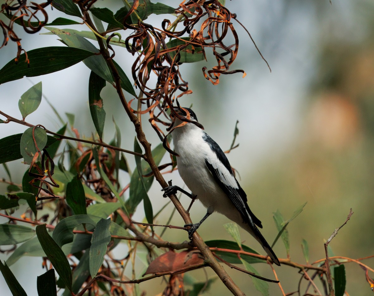 White-winged Triller - ML644437436