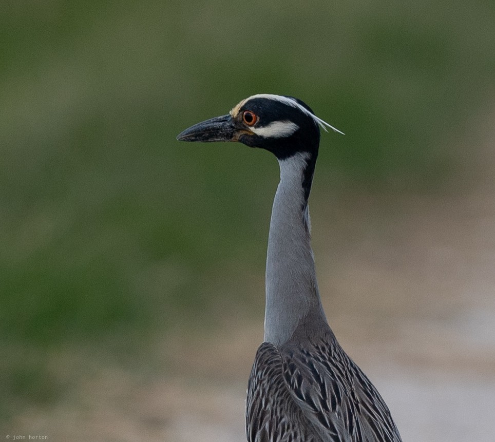 אנפת לילה צהובת-כיפה - ML644437440