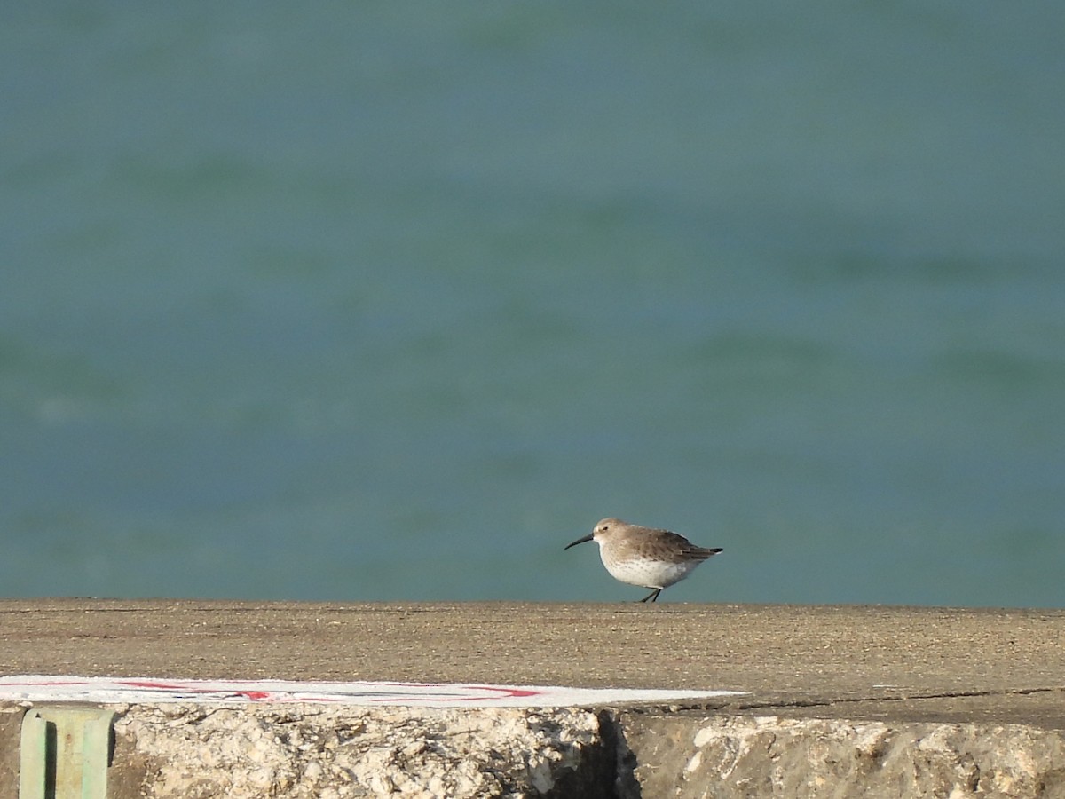 Alpenstrandläufer - ML644437441