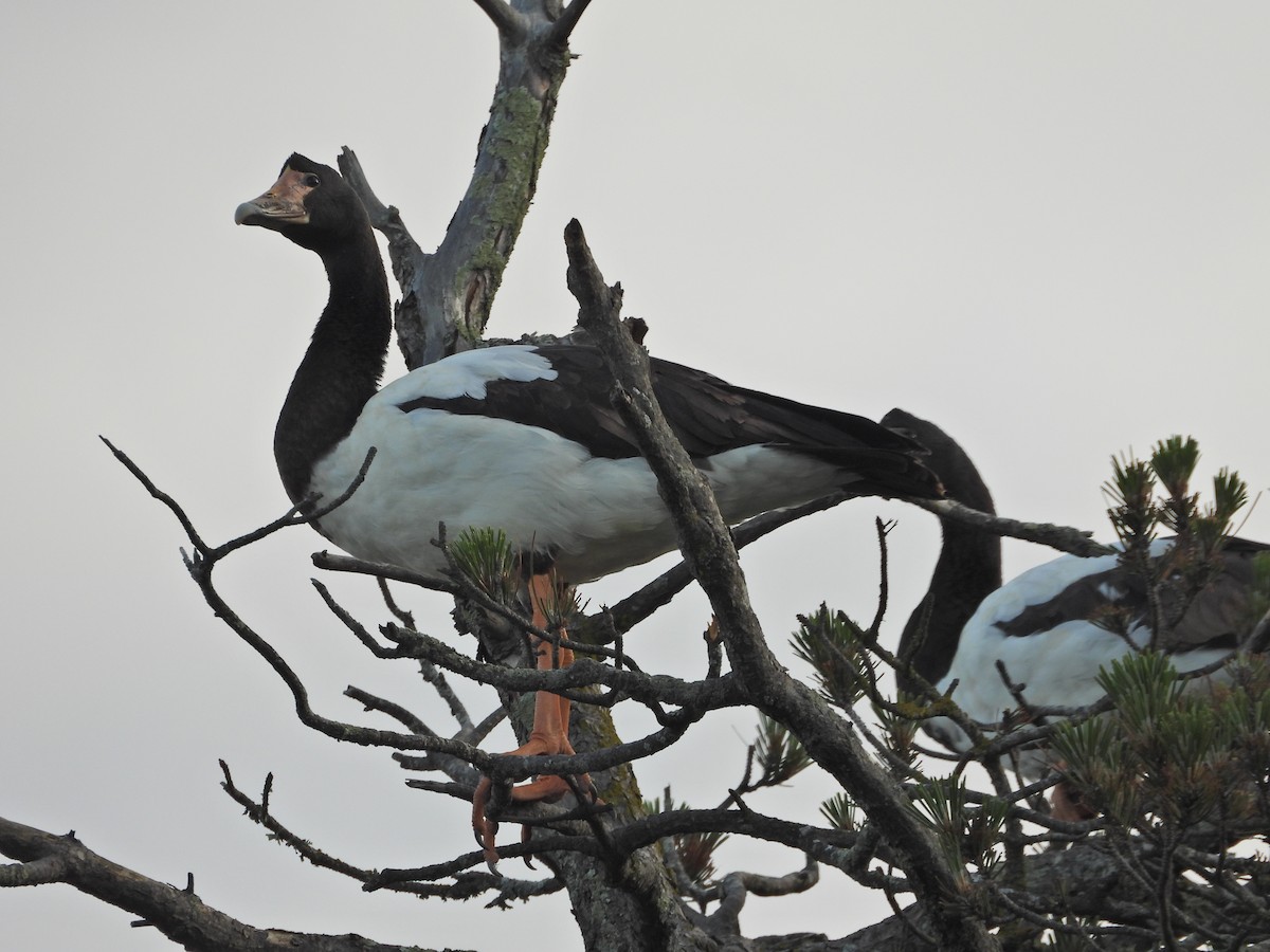 Magpie Goose - ML644437442