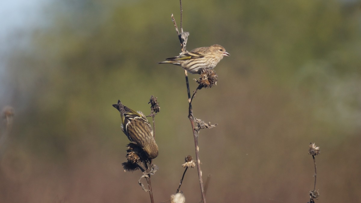 Pine Siskin - ML644437444