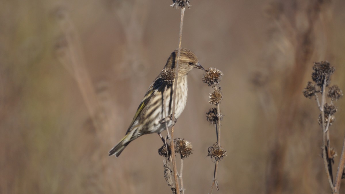 Pine Siskin - ML644437445