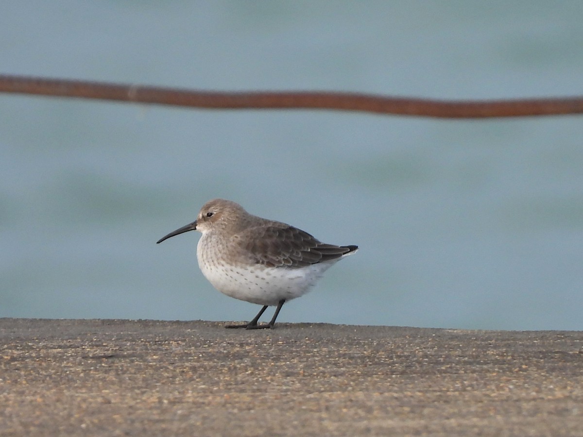 Alpenstrandläufer - ML644437448