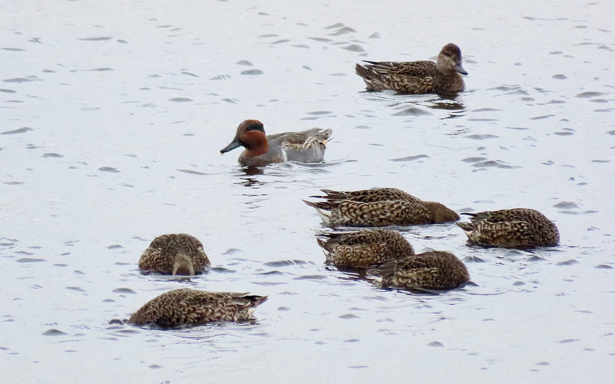 čírka obecná - ML644437451