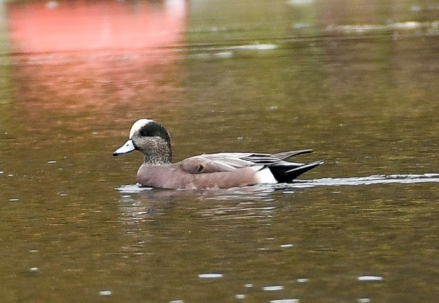 American Wigeon - ML644437453