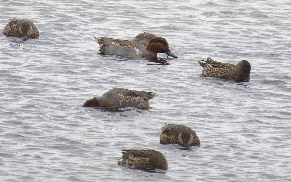 čírka obecná - ML644437454