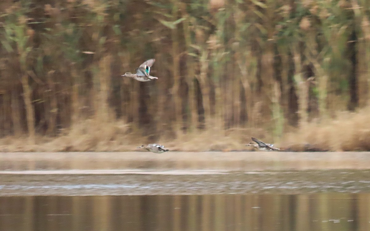 čírka obecná - ML644437456