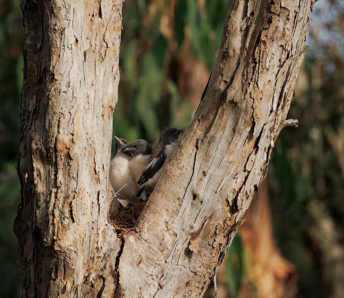 Белобрюхий артам - ML644437457