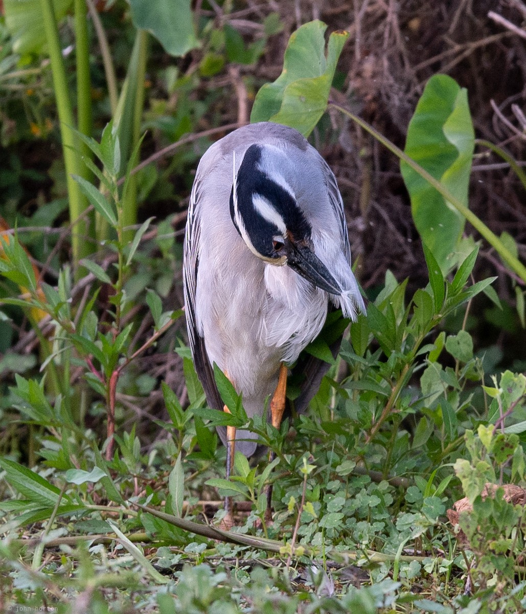 אנפת לילה צהובת-כיפה - ML644437472