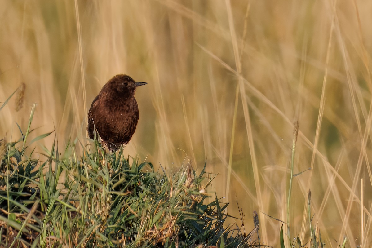 Northern Anteater-Chat - ML644437474