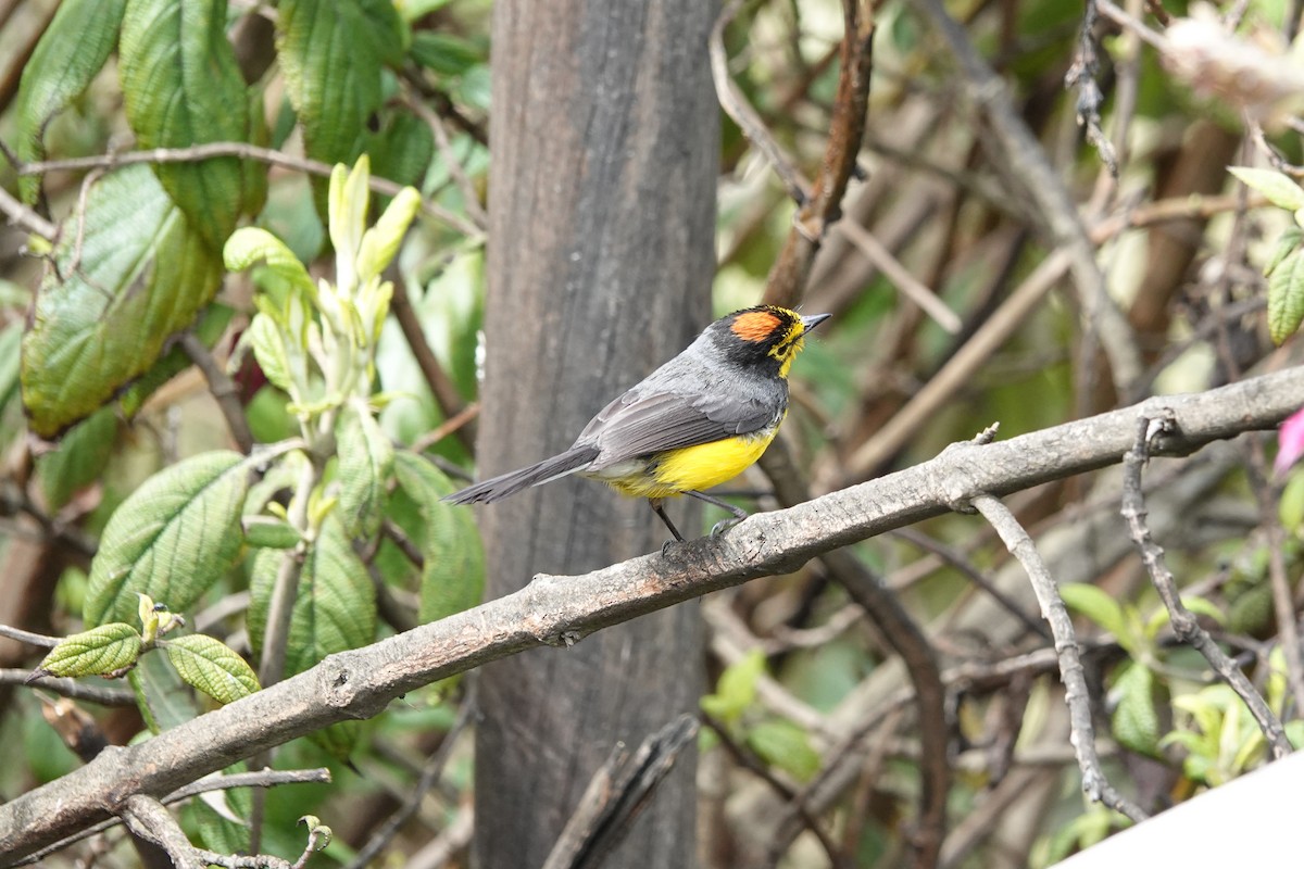 Spectacled Redstart - ML644437475
